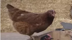 Becky & Jed Find Eggs
