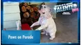 World's Most Talented Pets
