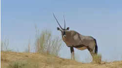 Springbok & Impala: Life in the Herd