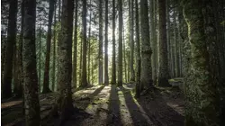 Banff Bigfoot and More