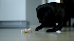 Pet Obsessed | PET-Letes