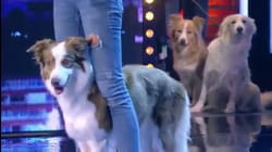Dancing Dogs WOW Judges on Spain's Got Talent 2021 | Got Talent Global