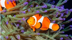 Mad Match: Nature's Strangest Relationships