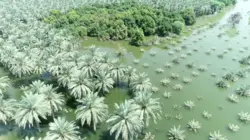 Millions Of Dates Rotted In Pakistan Floods, Now Farmers Are Left With Nothing