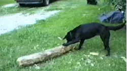 Shake, Rattle and Roll