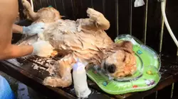 Inspirational Animals