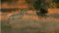 Wolves and Tanks