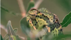 Madagascar