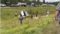 Research monkeys escape after transport truck crashes in Mississippi