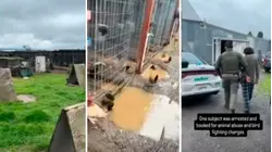 Acusan de crueldad animal a un hombre tras hallar 800 gallos en su propiedad en California