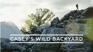 Casey's Wild Backyard