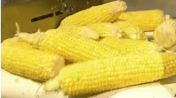 Holograms and Canned Corn