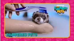 Countdown: The Funniest Pets | Pampered Pets