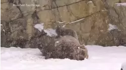 Animals in Chicago zoo delight in fresh snowfall