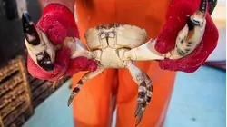 Why Stone Crab Claws Are So Expensive