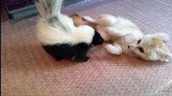 Skunks