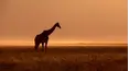 Baby Animals in the Wild