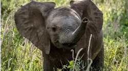 African Savanna Babies