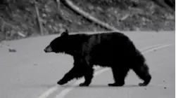 Hiker survives grizzly bear attack: 'I thought...this is it'