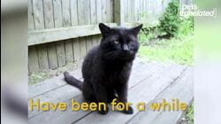 Dealing With Daylight Saving Time| Pets Translated