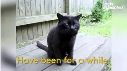 Dealing With Daylight Saving Time| Pets Translated