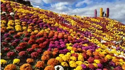 Wander through a floral wonderland at Ott's Exotic Plants