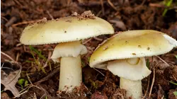 1 killed, 20+ cases of death cap mushroom poisoning in California
