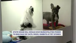 Connecticut bill again attempts to give municipalities power to ban sale of cats, dogs and rabbits at pet stores