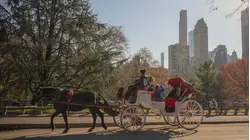 New York City Passes Ban on Horse-Drawn Carriages