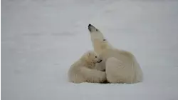 Bears the Ultimate Survivors