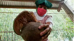 Why Coconut Oil Is So Expensive