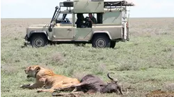 Saved by the Lioness