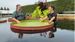 Social media's favorite giant lily pad weigh-off