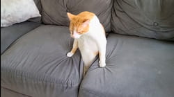 Best Pets of the Year...So Far (2021)