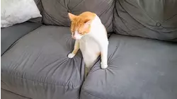 Best Pets of the Year...So Far (2021)