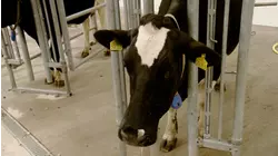 Double Emergency