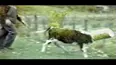 Funniest Pets & People
