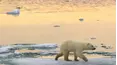 Baby Animals and Friends