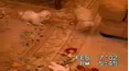 Funniest Pets & People