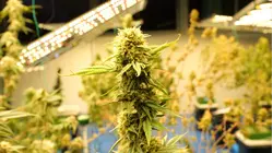 What does reclassification mean for marijuana users?