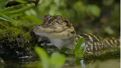 Swamps