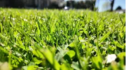 The Cost Of: Lawn Care