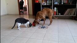 Dogs And Cats Who Love Each Other