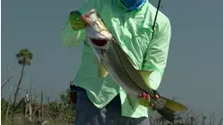 Best of Sweetwater 2