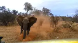 Humans vs. Wildlife