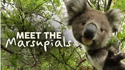Meet the Marsupials
