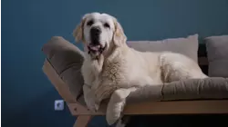 Raleigh makes list of best cities for dog owners