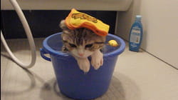 Are You Kitten Me?