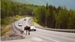 Moose Mayhem
