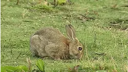 Rabbits